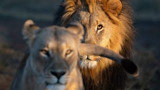 Kalahari Dessert lions 500 pounds, 10ft long are the biggest lions in the world | Desert Lions