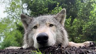 Gray Wolf Yearling Enjoys Rainy Spring Day