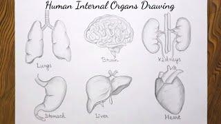 How to draw internal organs of the human body