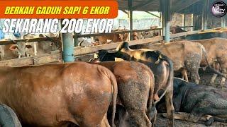 Sukses Ternak Sapi dari 6 Ekor Sekarang punya 200 Ekor Sapi