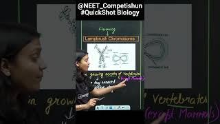 NEET Scores | What is " Lampbrush Chromosome " With QuickShot Biology | #shorts#neet#neetpreparation