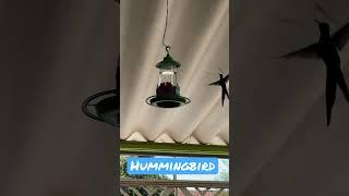 Hummingbird