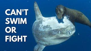 Why Is This Fish Not Extinct? | Ocean Sunfish