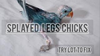 Indian Ringeck Parrot Splayed Legs Of Chicks Try To Fix Splayed Legs Always Need Attention