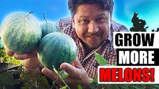 Growing Watermelons  - The Complete Guide