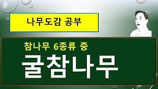 굴참나무 vs 상수리나무 vs 떡갈나무 vs 밤나무 : 무엇이 서로 다를까?