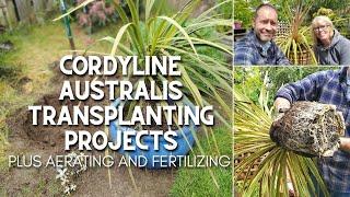 Cordyline Australis Transplanting Projects 