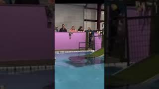 Bulletproof Competition Dock Diving Bumpers! 