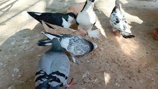 pigeon fed video || Alamgir pets Gallery