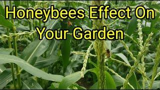 Honeybees Effect On Your Garden