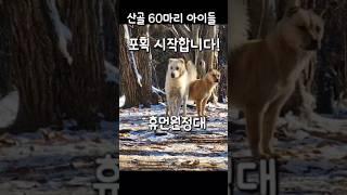 [휴먼원정대]산골 아이들 포획 #산골60마리유기견#산골강아지#포획#휴먼원정대