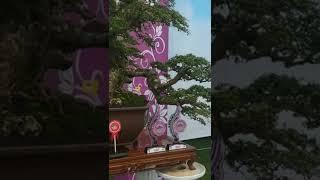 inspirasi bonsai serut surealis best in class