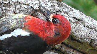 How to save a bird after flying into a window