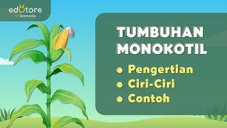 Tumbuhan Monokotil - Pengertian, Ciri, dan Contoh #BelajarDiRumah