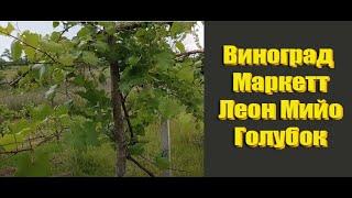 Сорта винограда не требующие укрытия на зиму. Лучшие сорта винограда для беседки.