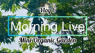 Morning Live | Mini Organic Garden