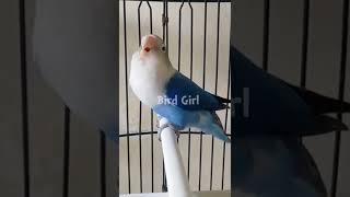 lovebird calling female