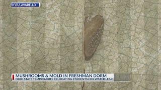 Mushrooms, mold found growing in Ohio State freshman dormitory