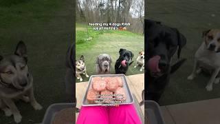 feeding my 4 dogs RAW MEAT PATTIES 