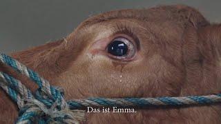 Crying Cow saved