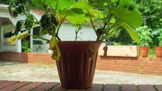 Cucumber Time Lapse