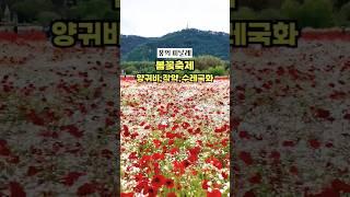 실시간 5월 봄꽃축제 개화 상태, 만개해서 완전 예쁜 울산 태화강 국가정원 #울산작약 #울산가볼만한곳 #태화강국가정원 #울산태화강국가정원봄꽃축제