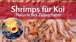 Shrimps für Koi: Natürliches Zusatzfutter für die Fische im Teich