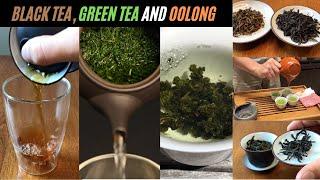 Green Tea vs Black Tea vs Oolong Tea - 3 Different Tea Types Explained