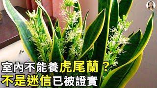 室內不能養虎尾蘭？不是迷信已被證實！難怪很多人總養不好，特別是這些凶位更要千萬注意|花花世界