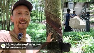 Rubber Tree Plantation Tour Brazil - Latex mattress production starts here!