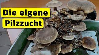 Pilze züchten - Kontrolle mit der Wärmebildkamera - Saatgut der Little Buddha