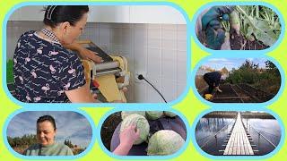 хроника ДНЯ/Лапша которую не купишь в магазинеПора сажать чеснок,ну и капусту тоже надо прибирать🫡