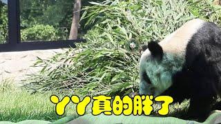 丫丫真的胖了！！！【动物园在逃熊猫】凉席、冰块安排上啦  #丫丫大熊猫最新消息 #丫丫 #国宝熊猫