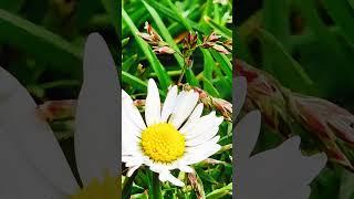 The Hidden Garden of the Grass. Ramiro filmline #Shorts