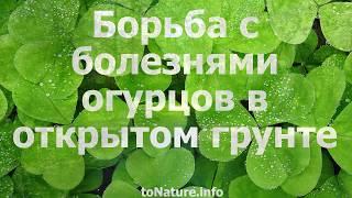 Борьба с болезнями огурцов в открытом грунте