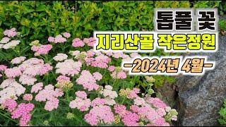 톱풀 꽃 - 2024년 5월, 지리산골 작은정원