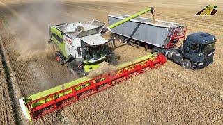 Getreideernte 2024 - Mähdrescher CLAAS LEXION 8600 & Scania LKW - biggest Combine Harvester Harvest