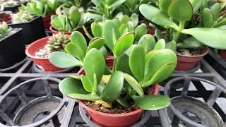 Crassula ovata 多肉植物辨識 翡翠木(發財樹)