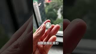 翡翠 珠寶直播 ：剩的一些小珠子，打算放魚缸里的，可師傅覺得太浪費了，最終設計了這款手鐲。這個設計還真是巧妙，現在有看上的朋友嗎？#翡翠首飾 #手鐲 #翡翠直播 #翡翠 #珠宝 #珠寶 #翡翠珠寶