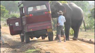 Wild Elephant Attack Wilpattu National Park || Elephant Attack || Elephant Attack For Safari jeep