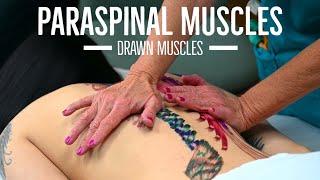 How to Massage the Paraspinal Muscles | Drawn Muscles