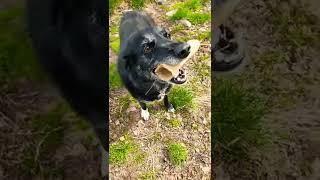 CUTE DOG WANTS TO PLAY #shorts #labrador #outdoor