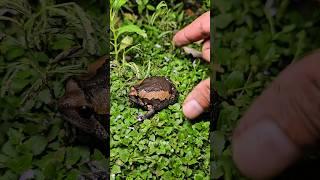 Trying to don't laugh catching froggy #frog #animals #funnyvideo #funny #wildlife #fun #shorts