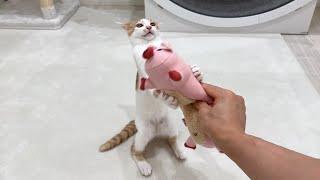 初めてぬいぐるみをプレゼントされた子猫の反応が想像以上でこうなっちゃいましたwww