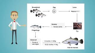 Kuhlbarra Barramundi 2