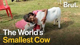 This is the World's Smallest Cow