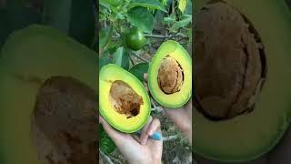 ALPUKAT SEGAR DARI POHONYA (AVOCADO) LEZAT DAN NIKMAT #youtubeshorts #shorts #shortvideo #alpukat