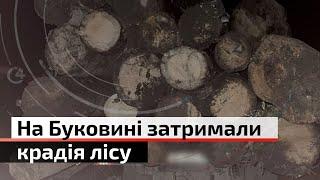 Крадений ліс: поліція затримала водія, який перевозив деревину без документів | С4