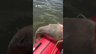 Крупный сом. Надо затащить в лодку