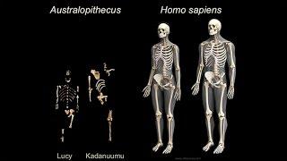 Origins of Genus Homo: What Who When Where?; Early Body Form; Life History Patterns